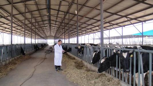 奶牛場圖片 奶牛場降溫安裝超大型工業(yè)吊扇圖片